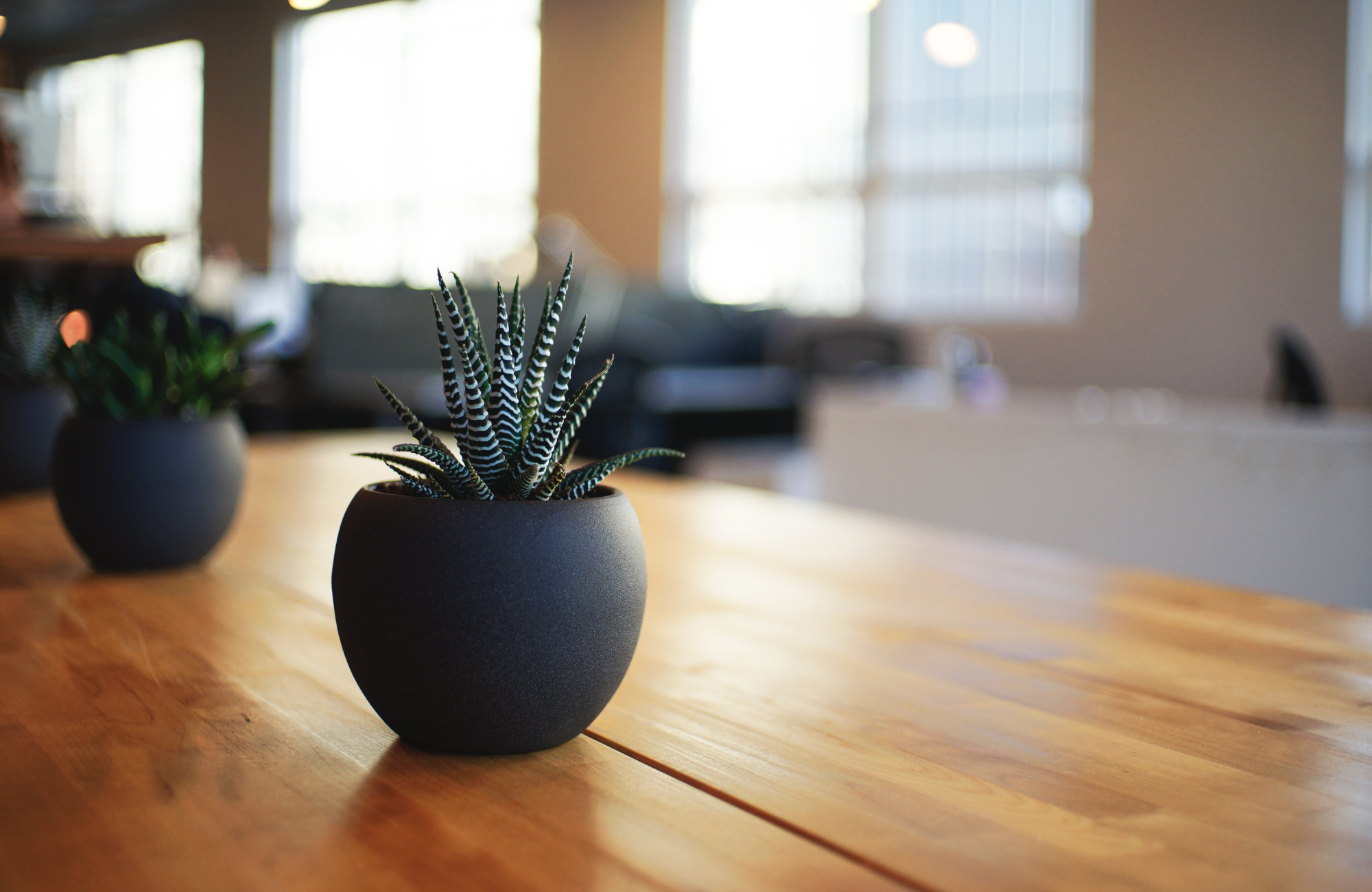 cactus_2000px1300px (web)